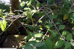 Image of Callicarpa acuminata Kunth