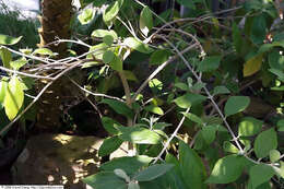 صورة Callicarpa acuminata Kunth