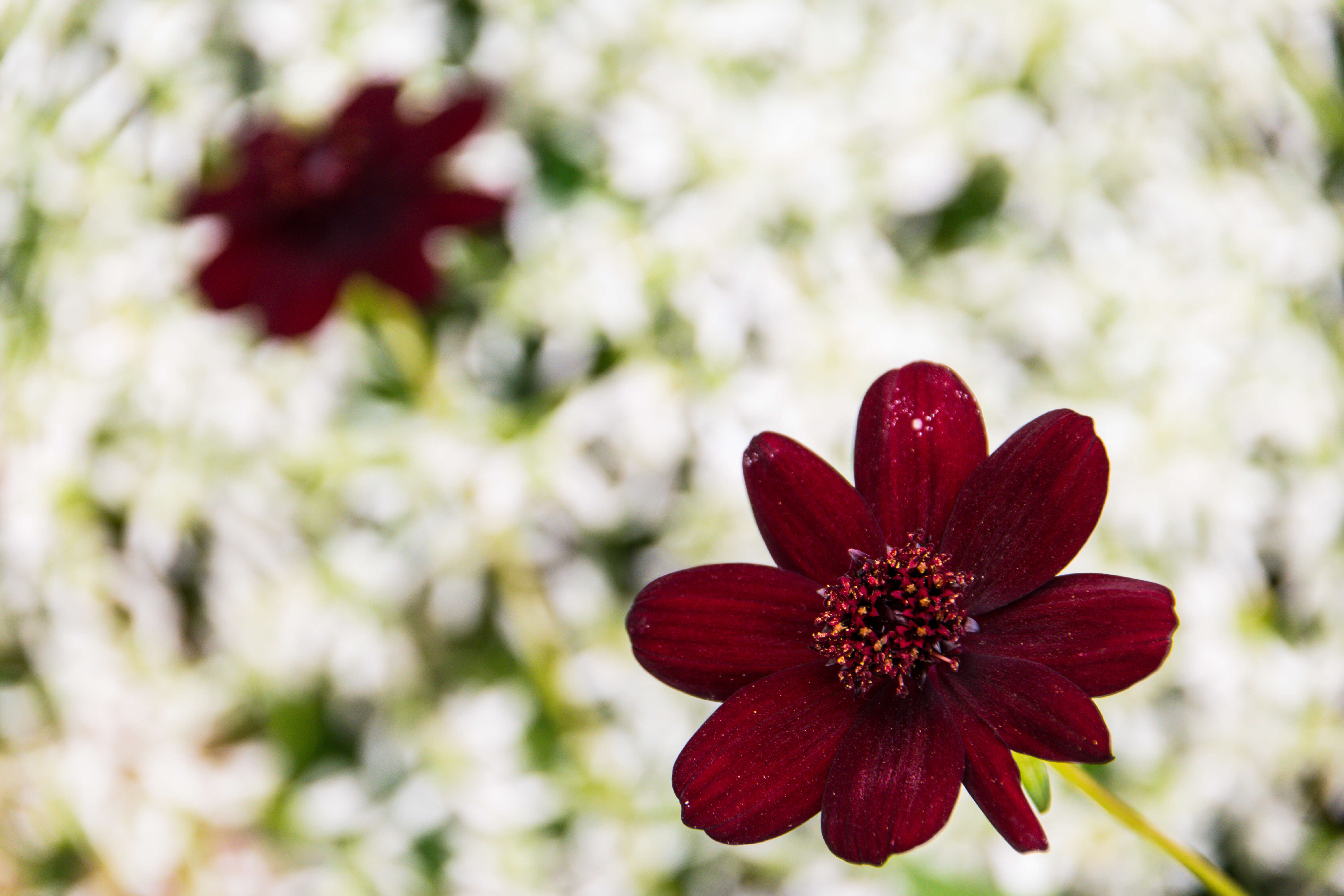 Image of Chocolate Cosmos