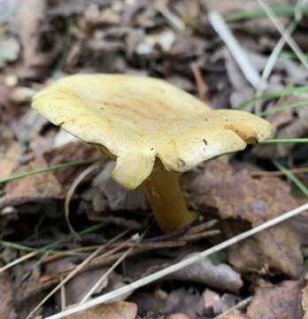 Imagem de Tricholoma sulphureum (Bull.) P. Kumm. 1871