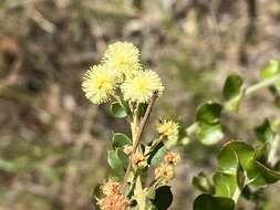 Image of Acacia uncinata Lindl.