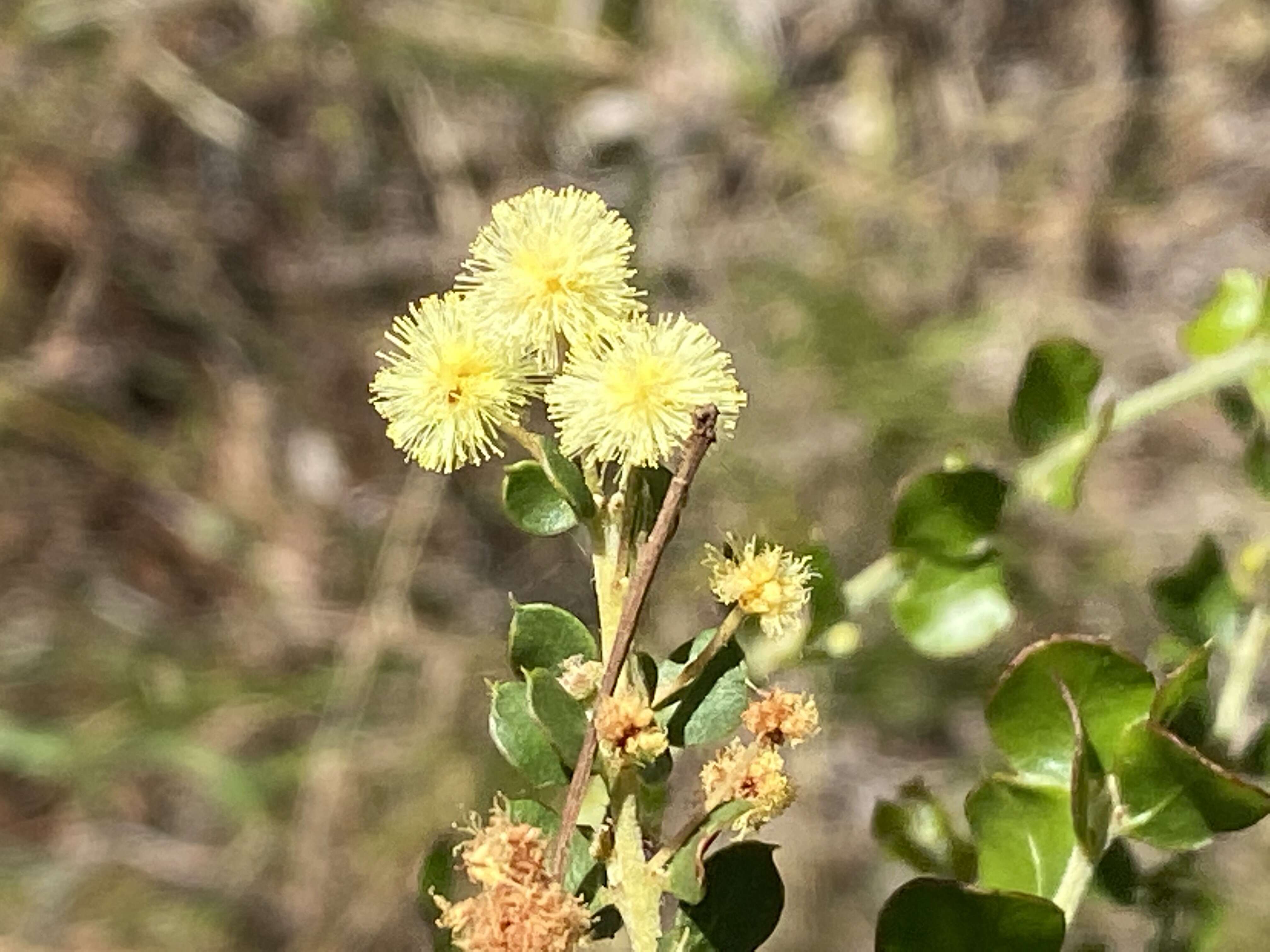 Image of Acacia uncinata Lindl.