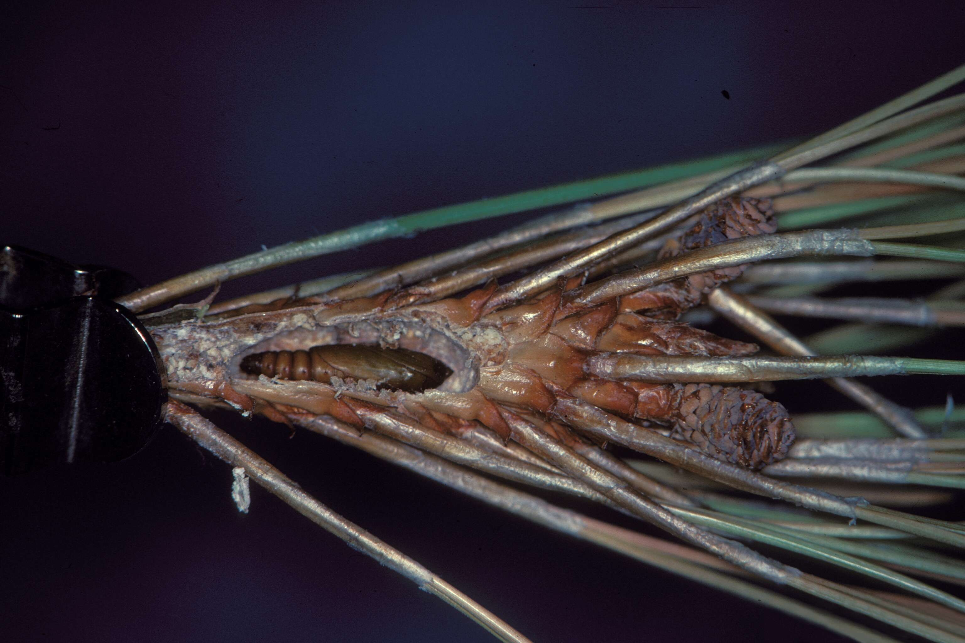 Image of Red Pine Shoot Moth