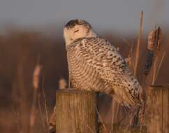 Image of Snowy Owl