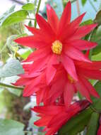 Image of Easter cactus