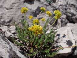 Image de Ivesia gordonii (Hook.) Torr. & Gray