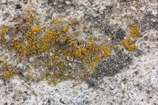 Image of Hidden goldspeck lichen