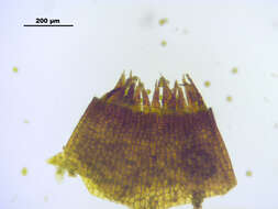 Image of dicranoweisia moss