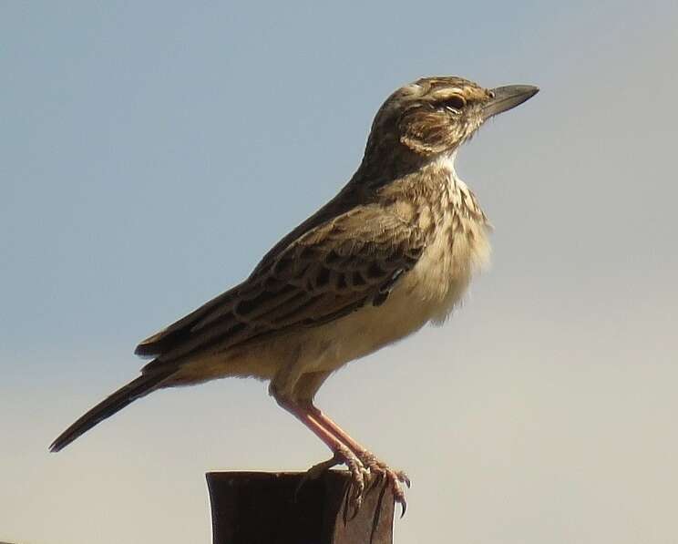 Image of Sabota Lark