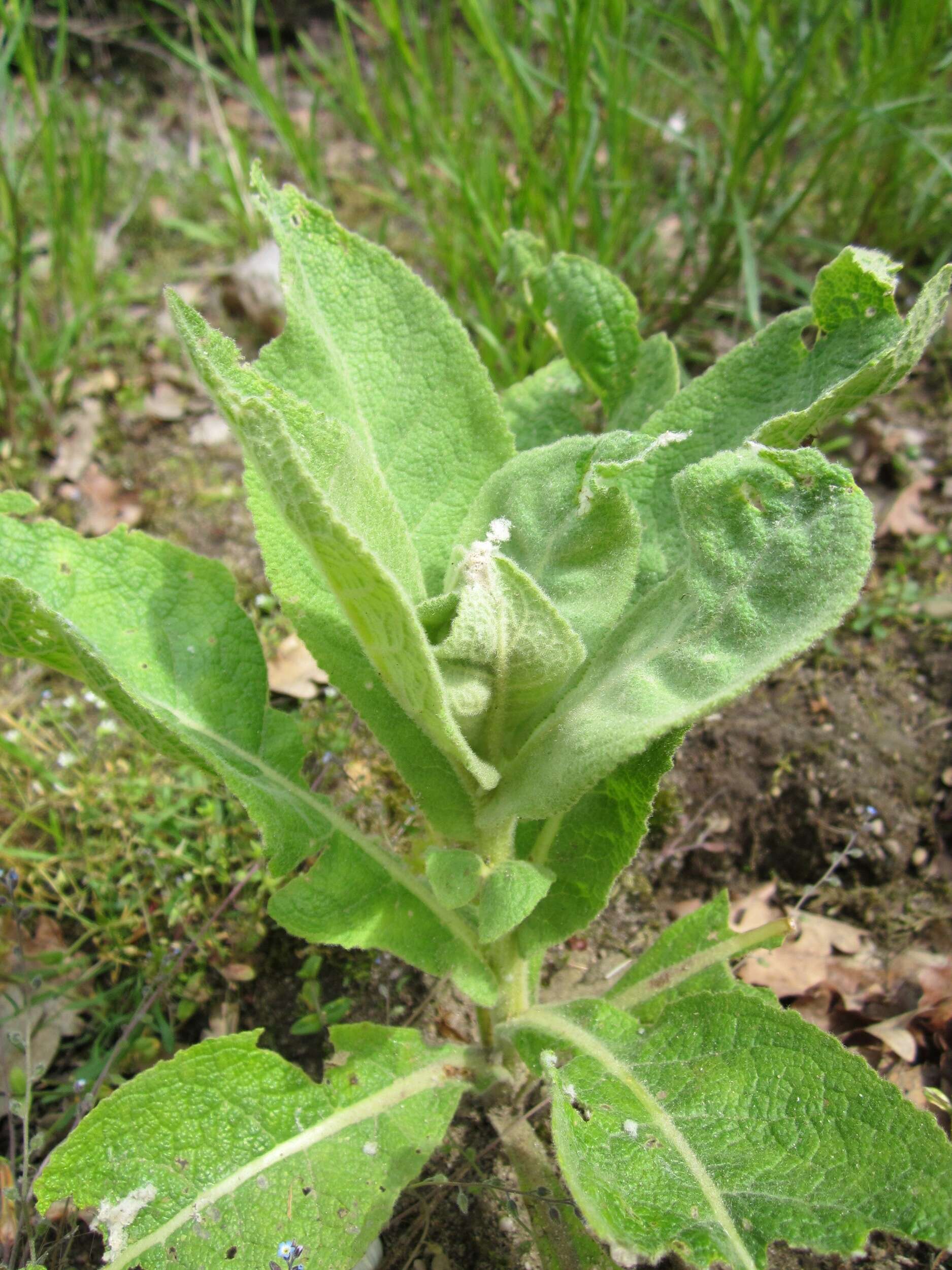 Image of Great Mullein