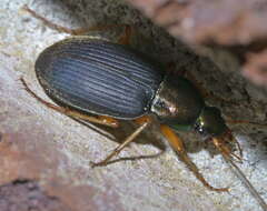 Image of Chlaenius (Chlaeniellus) tricolor Dejean 1826