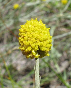 Image of Calocephalus citreus Less.