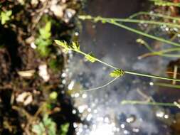 Image of Gray Bog Sedge