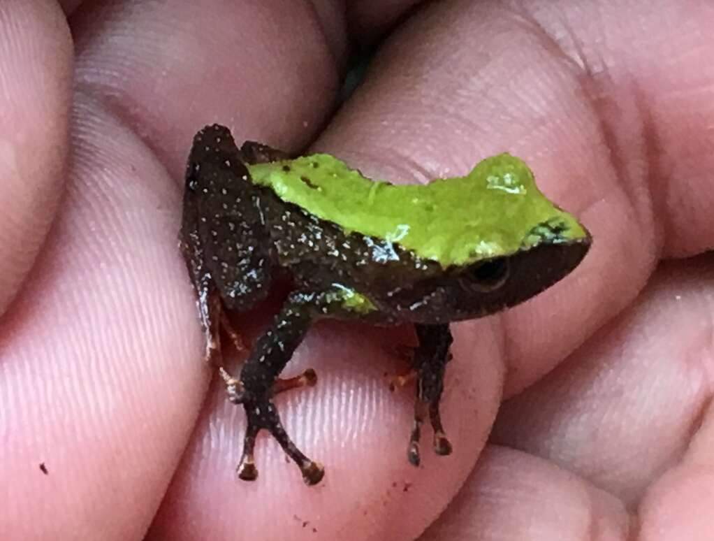 Image of Papallacta robber frog