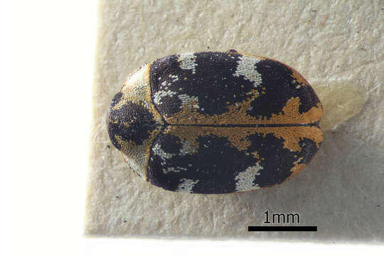 Anthrenus scrophulariae (Linnaeus 1758) resmi