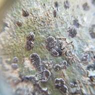 Image of glyphis lichen