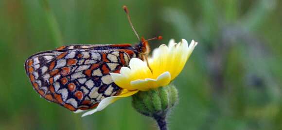 Image of Euphydryas editha bayensis