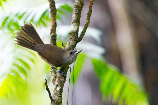 Imagem de Clytorhynchus Elliot & DG 1870