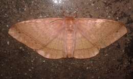 Image of giant lappet moths