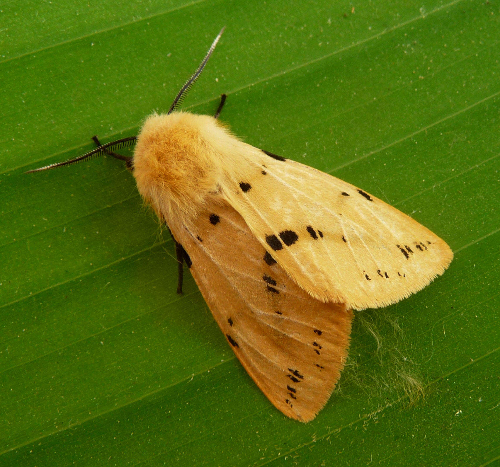 Image of Spilosoma lutea Hüfnagel 1766