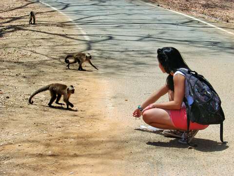 Image of Brown weeper capuchin