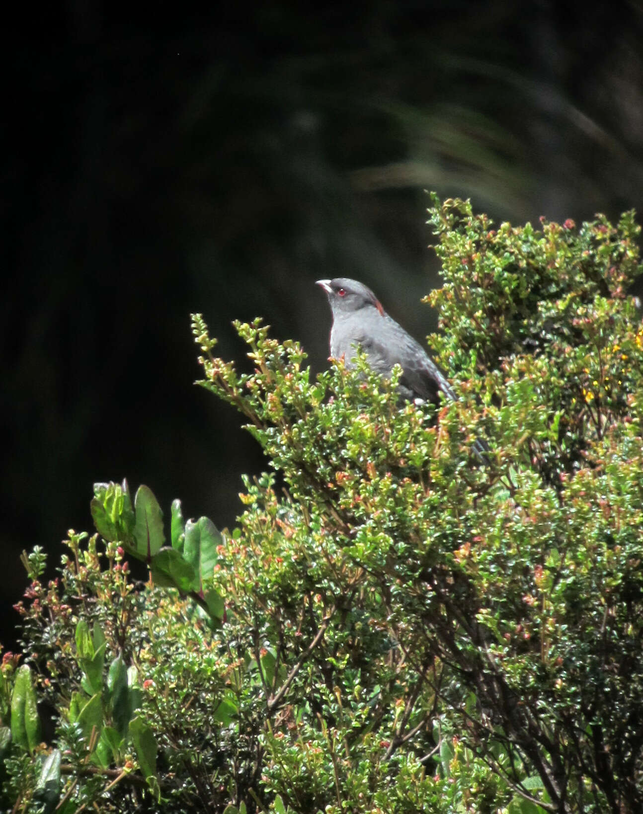 Image of Crested Cotingas