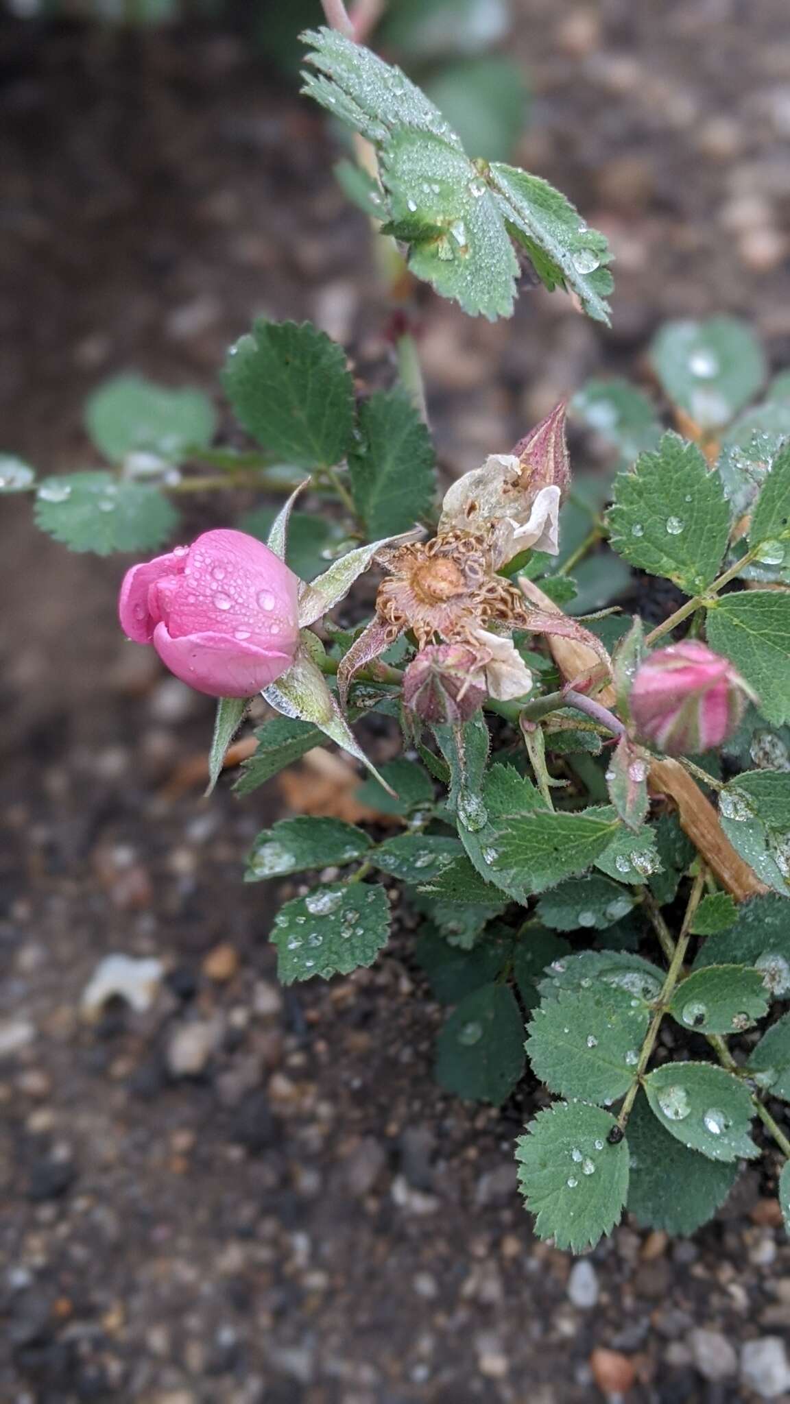 Rosa bridgesii Crepin ex Rydb. resmi