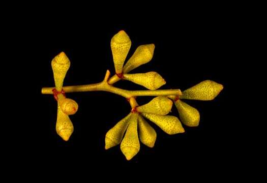 Image de Eucalyptus brevipes M. I. H. Brooker