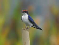 Image of Wire-tailed Swallow