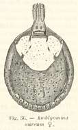 Sivun Amblyomma rhinocerotis (de Geer 1778) kuva