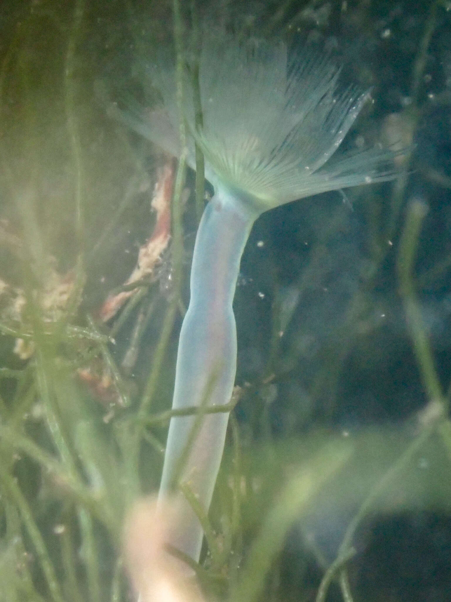 Image of large green phoronid