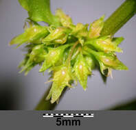 Rumex palustris Sm. resmi