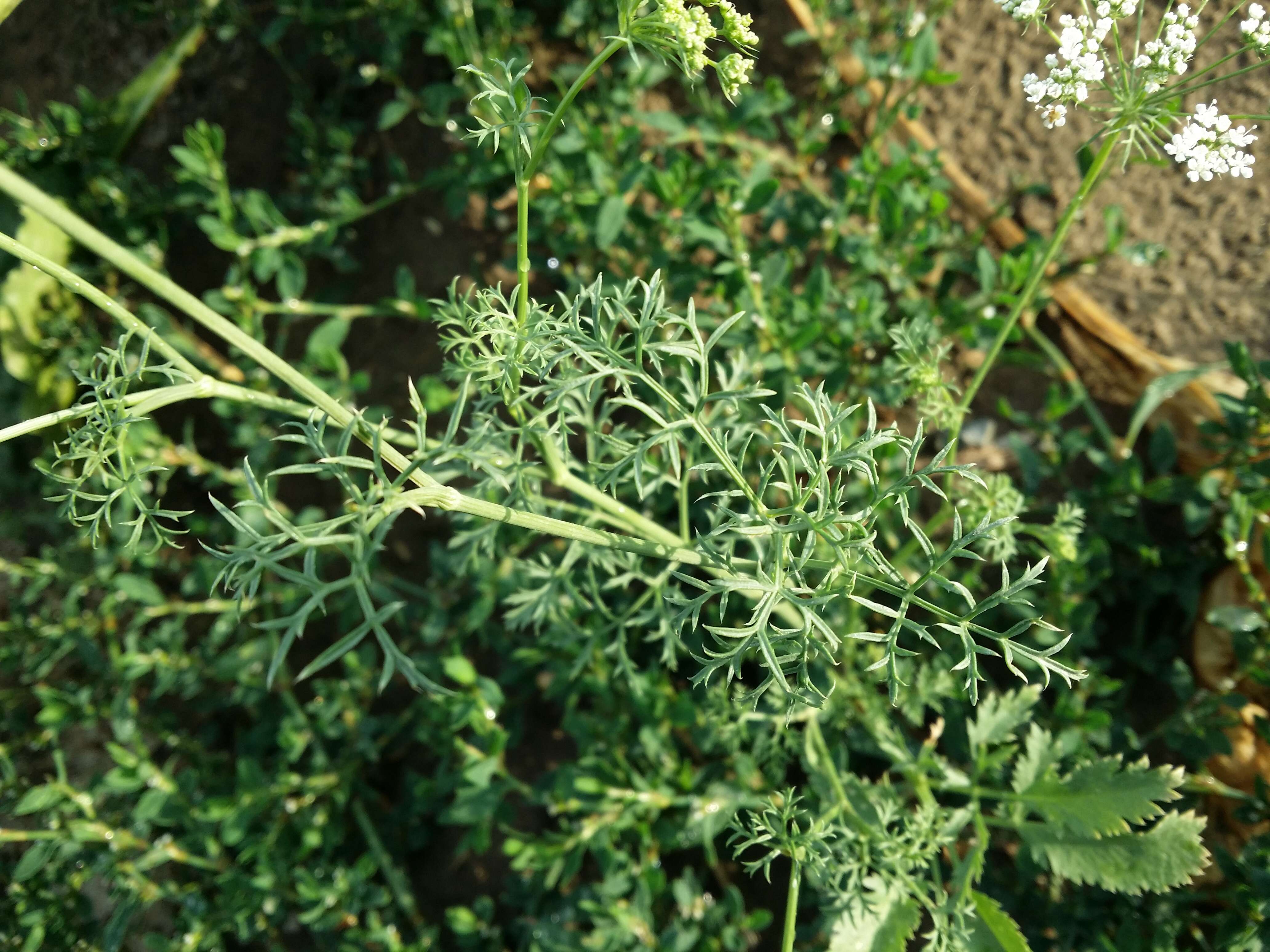 Imagem de Ammi majus L.