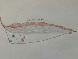 Image of Crested bandfish