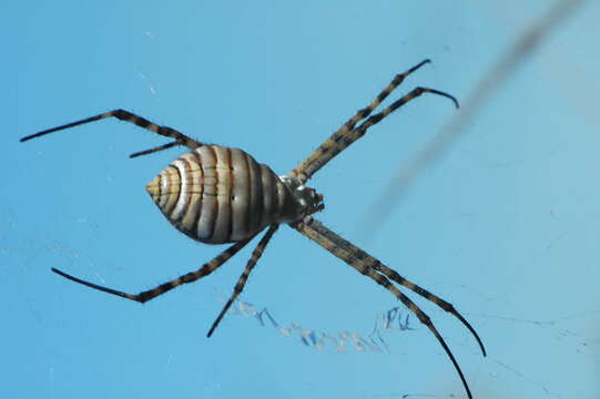 Image of Banded Argiope