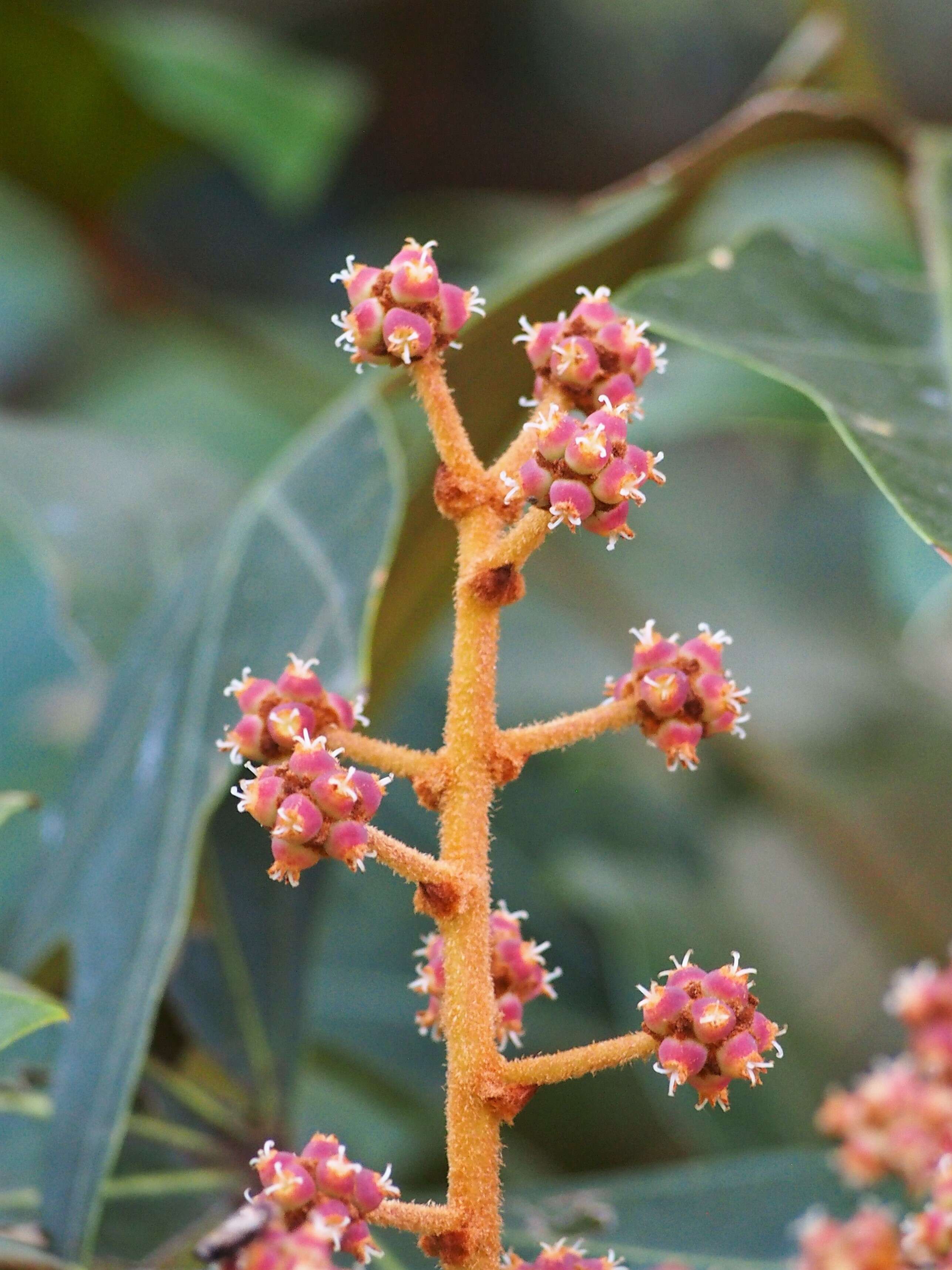 Image of Oreopanax dactylifolius T. Moore