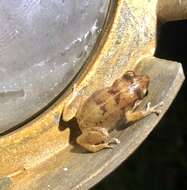 Image of Spaldings Robber Frog