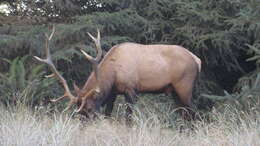 Image of North American elk