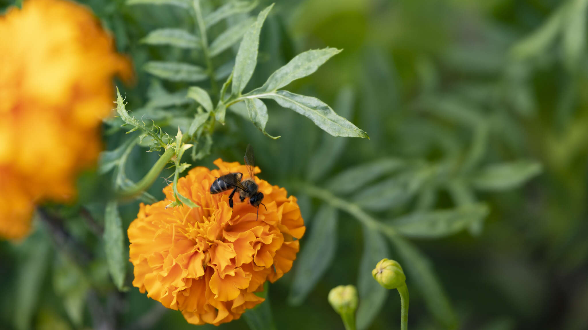 Image de Apis mellifera unicolor