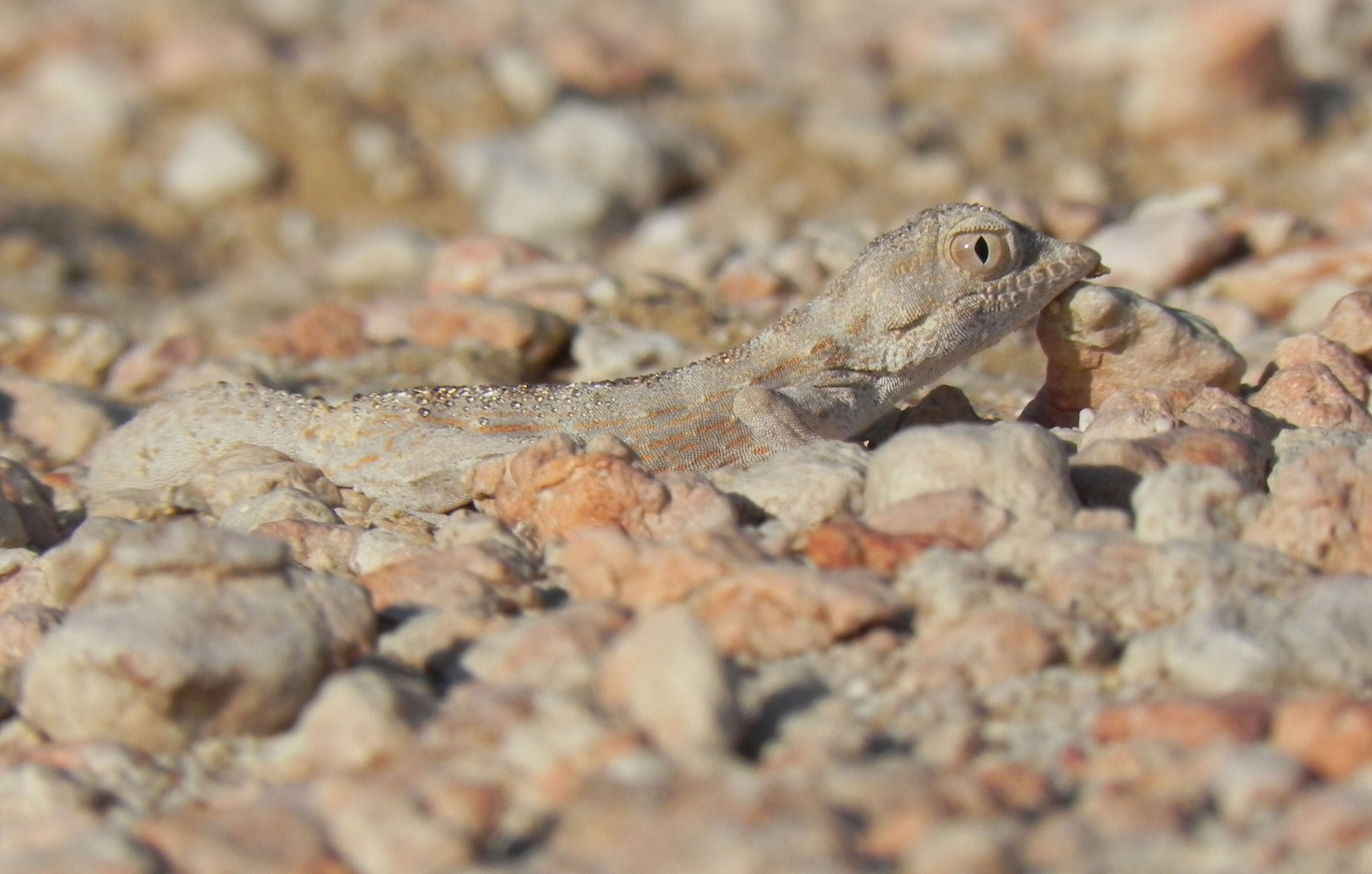 Image of Carter’s Semaphore Gecko