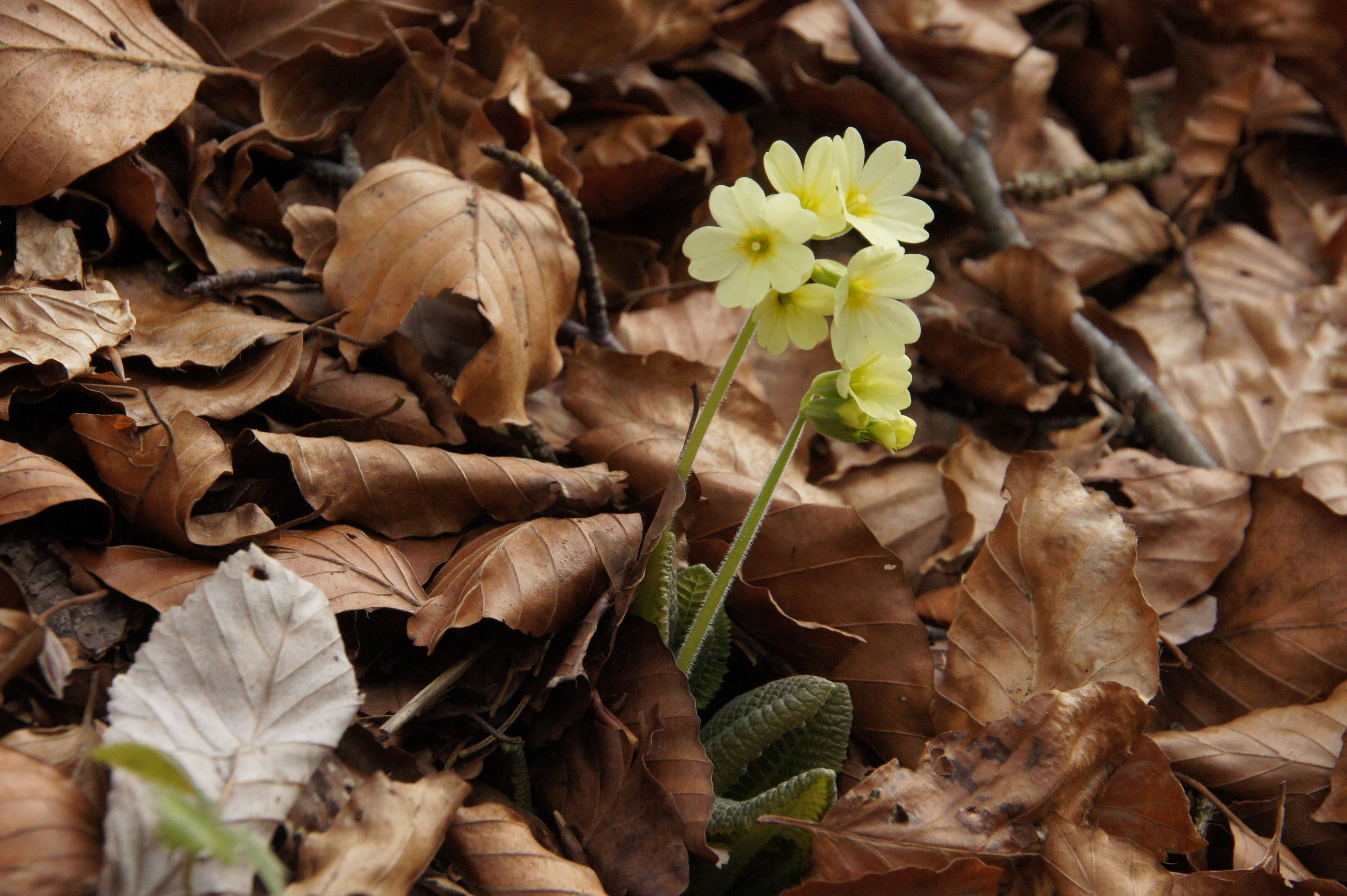 Image of oxlip