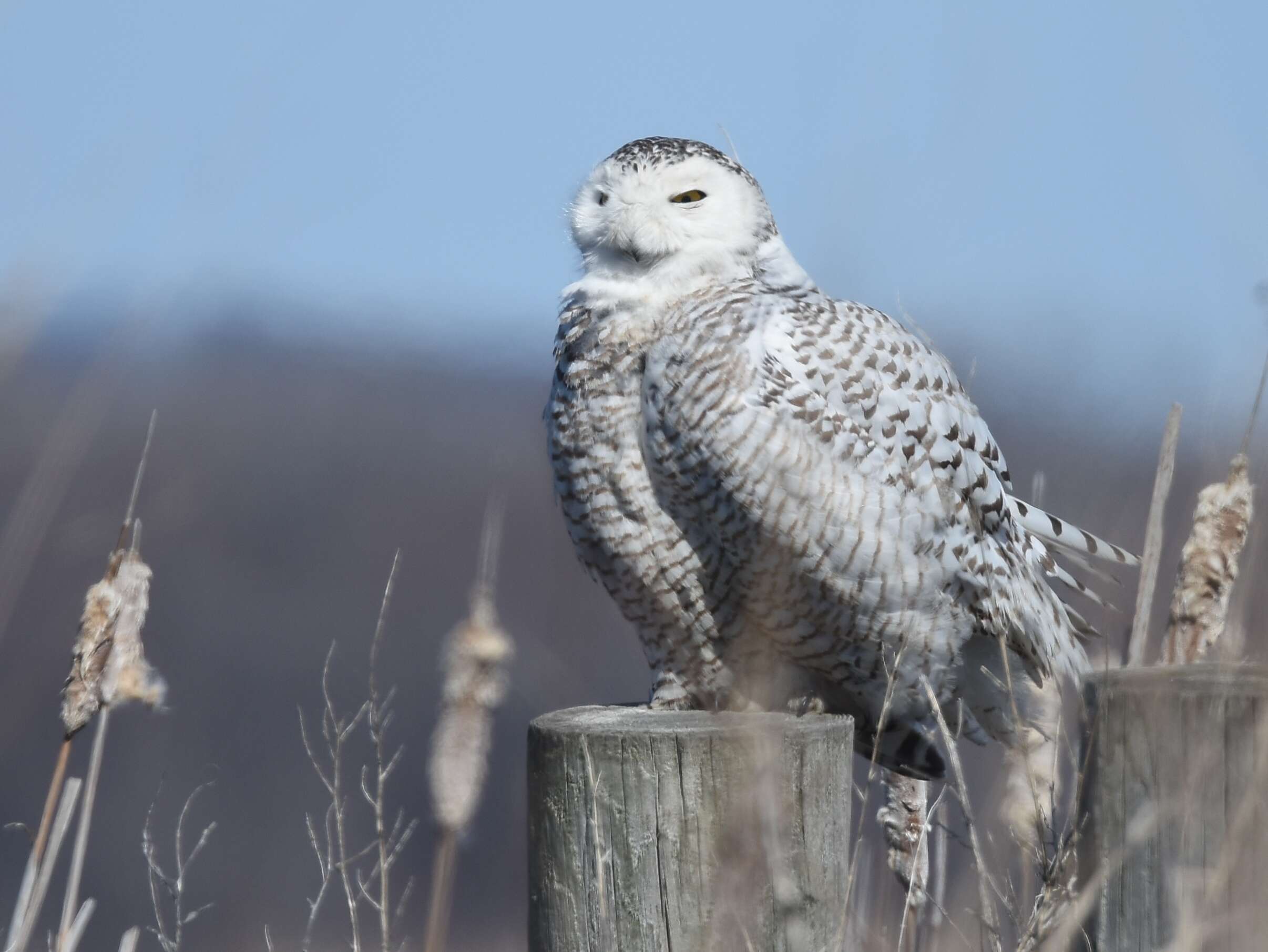 Image of Snowy Owl