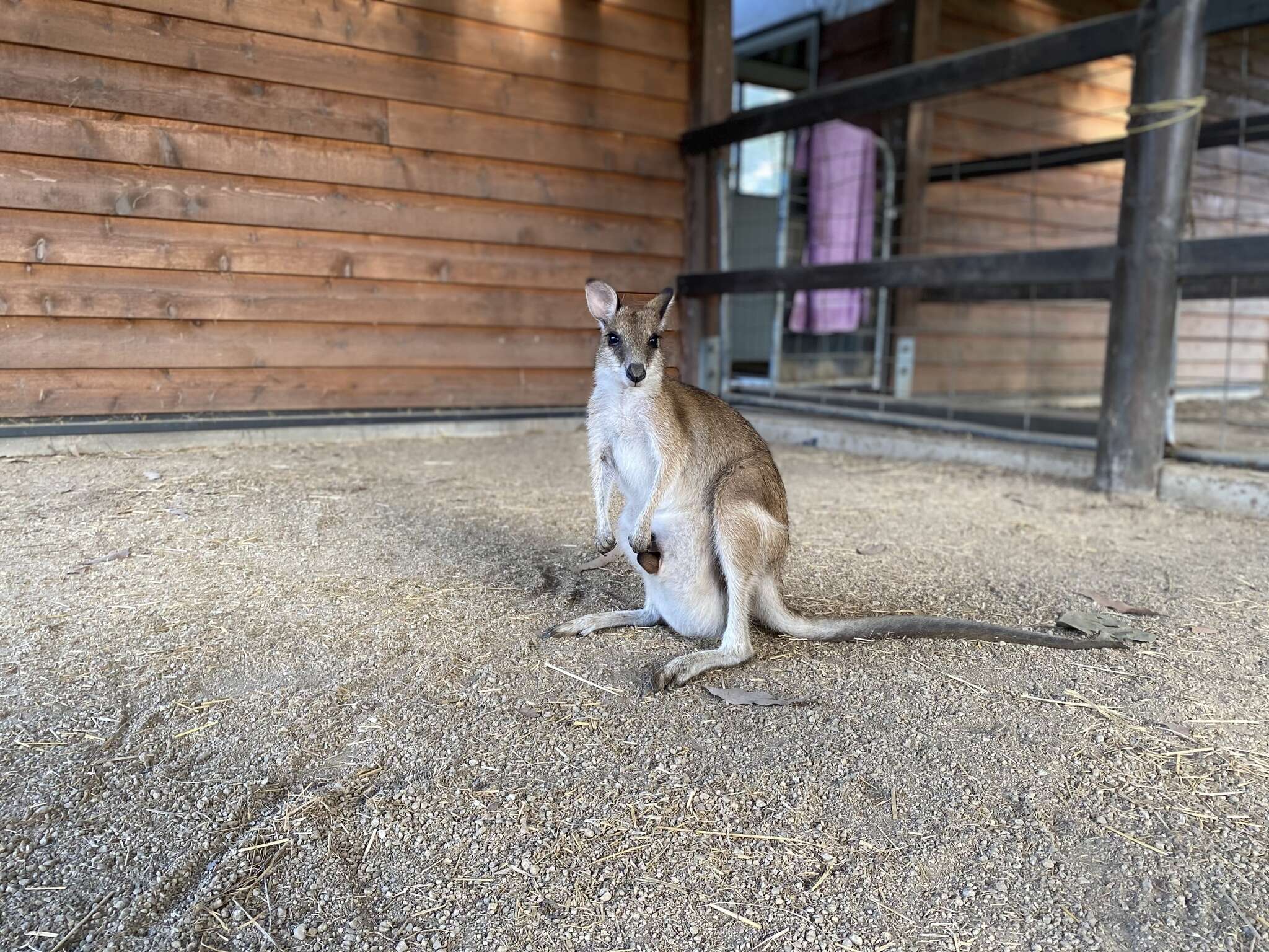 Image of Agile Wallaby