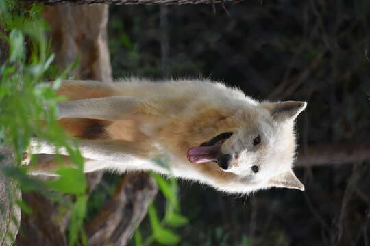 Image of gray wolf