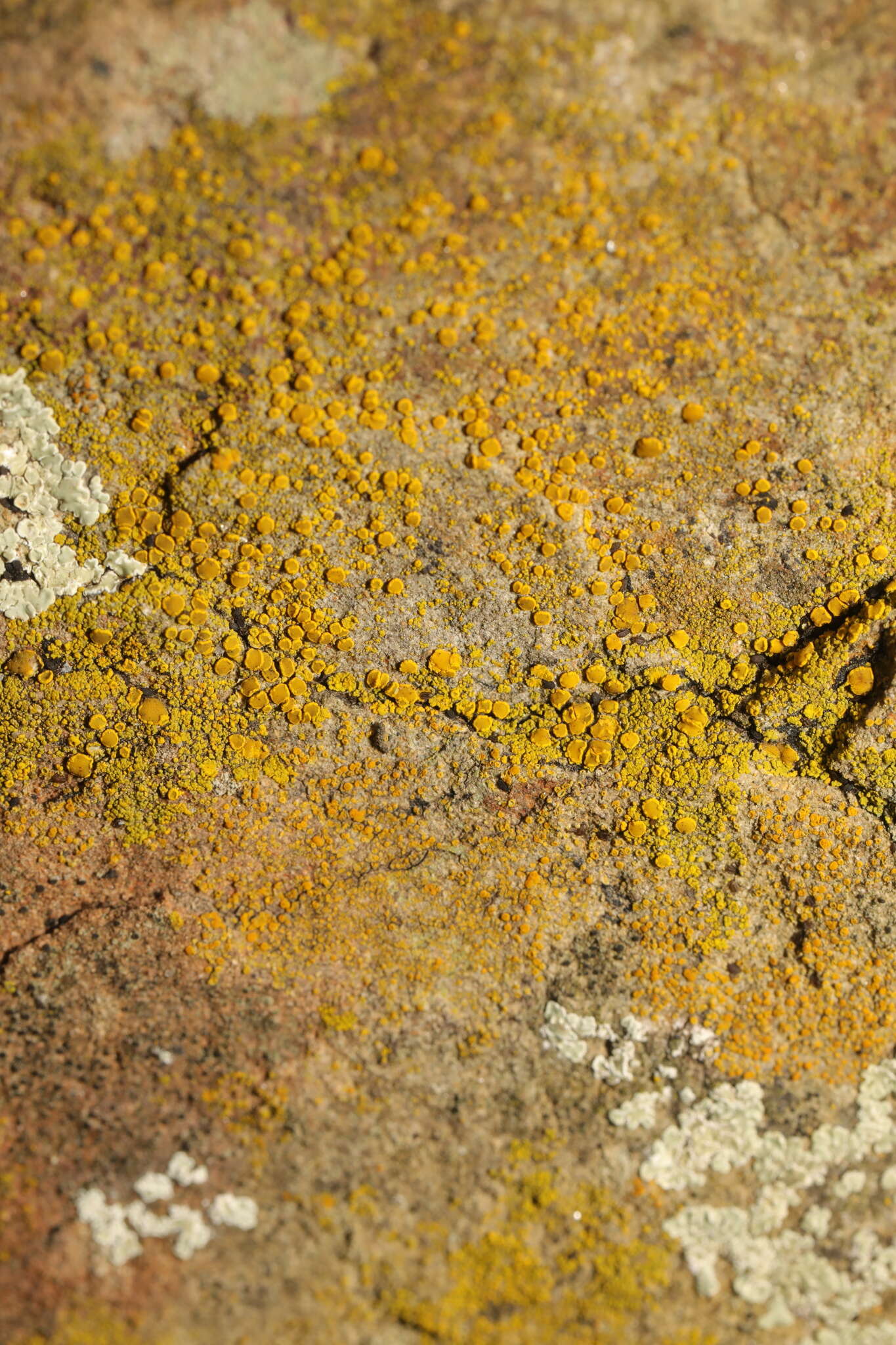 Image of eggyolk lichen