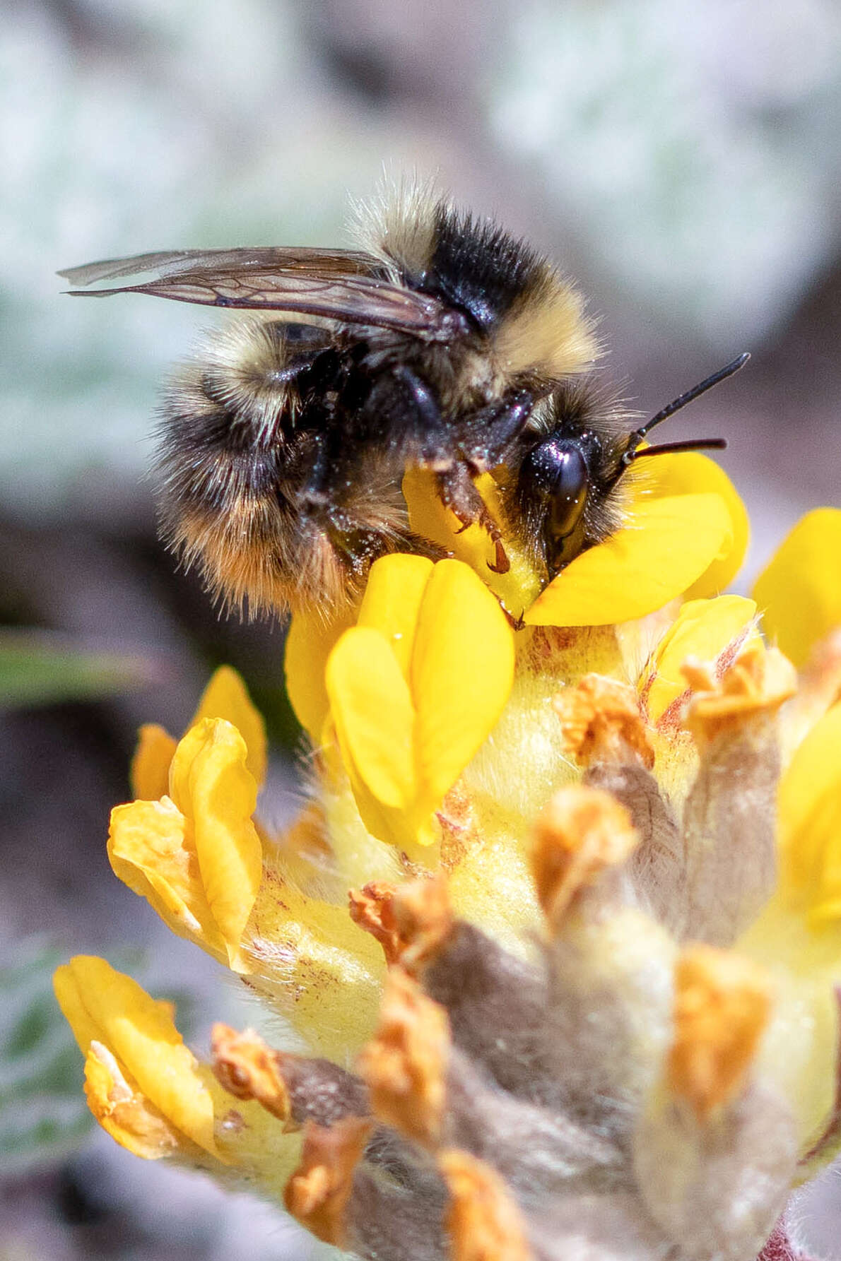 Imagem de Bombus mendax Gerstäcker 1869