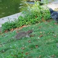 Image of Brown Rat