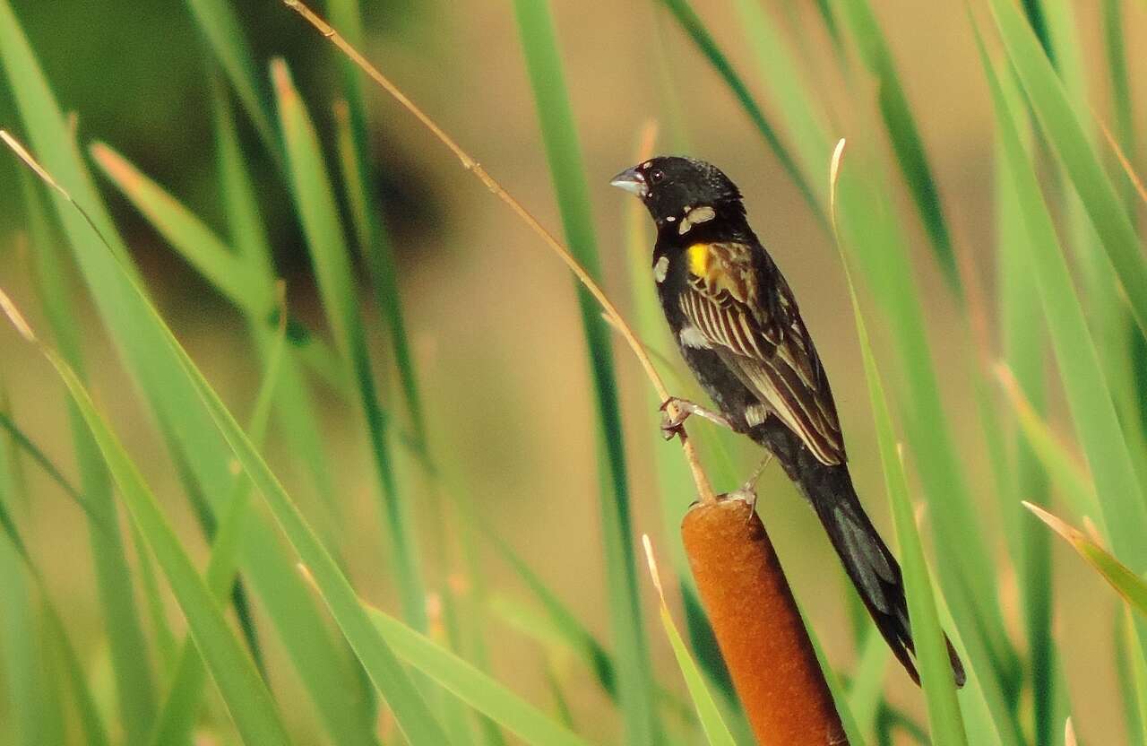 Image of Yellow-mantled Whydah