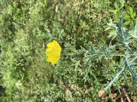 Image of Mexican pricklypoppy