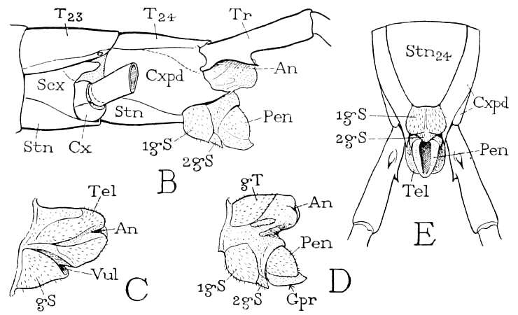 Image of Scolopocryptopinae Pocock 1896